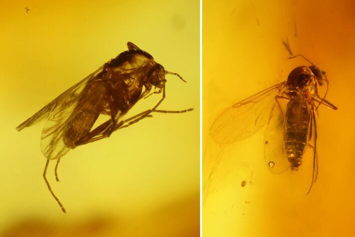 Two Fossil Flies (Diptera) In Baltic Amber #150744